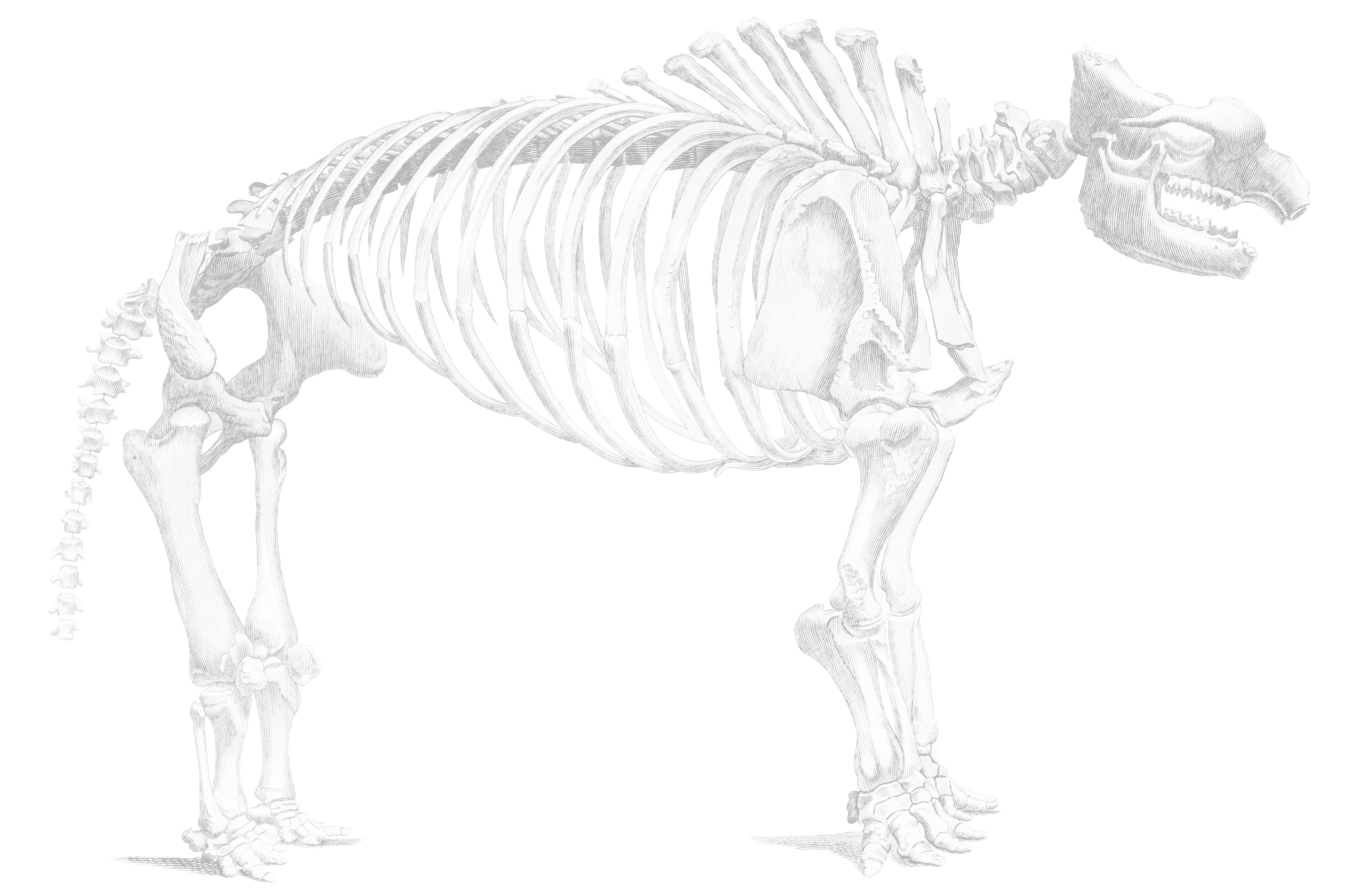 PLACEHOLDER - Illustration of animal bones